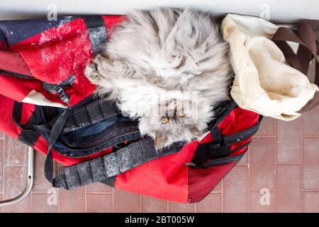 Gros plan en grand angle d'un chat persan gris moelleux allongé sur un sac sport rouge. Banque D'Images