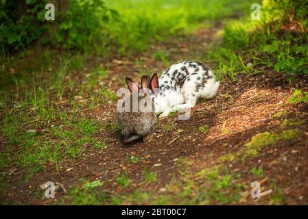 Une paire de lapins se câliner dans un chemin dans la forêt Banque D'Images