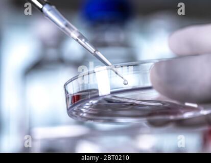 Un scientifique pipetant un échantillon dans une boîte de Petri contenant des cellules au cours d'une expérience en laboratoire. Banque D'Images