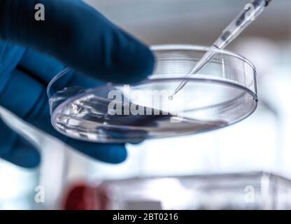 Un scientifique pipetant un échantillon dans une boîte de Petri contenant des cellules au cours d'une expérience en laboratoire. Banque D'Images