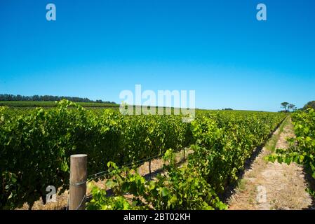 rangées de vignes dans le vignoble de stellenbosch, afrique du sud Banque D'Images