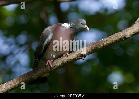 Un curieux Pigeon de bois garde et de l'oeil sur les passants comme il regarde sur lui partenaire à proximité incubation leur embrayage d'oeufs dans un nid de bâton fimsy Banque D'Images