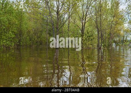 paysage de printemps pendant l'inondation - la forêt est inondée, les arbres se tiennent dans l'eau Banque D'Images