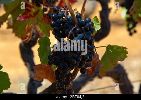raisins rouges mûrs et feuilles de vigne avant la récolte, vignoble à stellenbosch, afrique du sud Banque D'Images