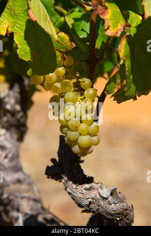 raisins blancs mûrs et feuilles sur la vigne avant récolte, vignoble à stellenbosch, afrique du sud Banque D'Images