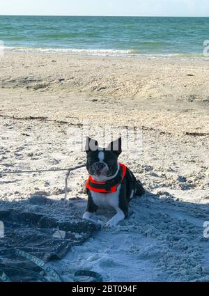 Boston Terrier portant un gilet de sauvetage sur la plage. Banque D'Images