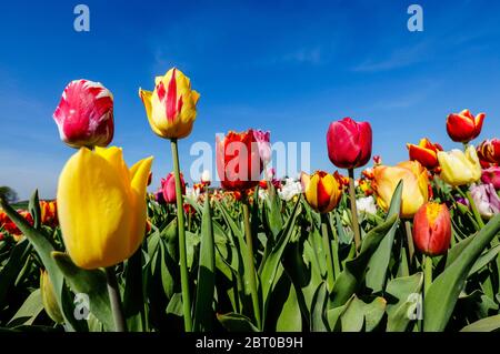 Grevenbroich, Rhénanie-du-Nord-Westphalie, Allemagne - des tulipes colorées fleurissent sur un champ de tulipes devant un ciel bleu. Grevenbroich, Nordrhein-Westfalen, Deut Banque D'Images