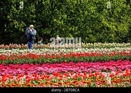 Grevenbroich, Rhénanie-du-Nord-Westphalie, Allemagne - des tulipes colorées fleurissent sur un champ de tulipes, des photographies de famille de la mer des fleurs. Grevenbroich, Nordrh Banque D'Images