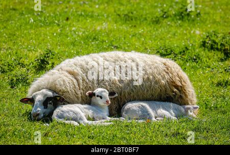 Grevenbroich, Rhénanie-du-Nord-Westphalie, Allemagne - moutons avec agneaux sur la prairie. Grevenbroich, Nordrhein-Westfalen, Deutschland - Schaf mit Laemmern au Banque D'Images