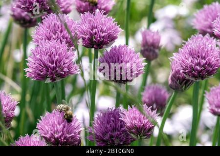 Ciboulette jardin gros plan fleurs ciboulette fleur Banque D'Images