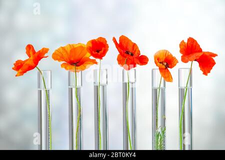 Coquelicots en tube à essai pour la médecine par les plantes médicinales et la recherche. Banque D'Images