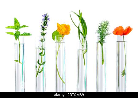 Illustration à propos de la recherche sur les plantes, les herbes aromatiques et les fleurs dans des tubes à essai Banque D'Images