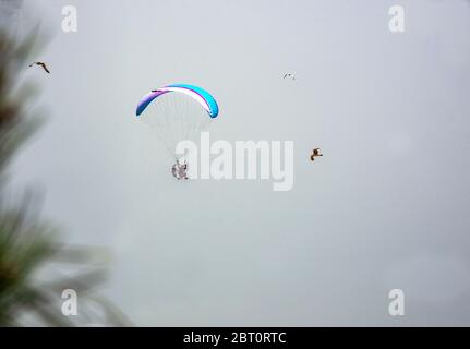 planeurs de parachute et mouettes dans l'air Banque D'Images