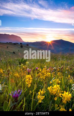 Fleurs sauvages au lever du soleil dans la Canapine Forca, Parc national Monti Sibillini, Ombrie, Italie Banque D'Images
