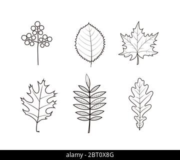 Motif automnal sur fond blanc. Illustration vectorielle Banque D'Images