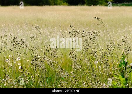 Gros plan sur l'herbe en fleurs dans un large champ vert. Avec une mise au point sélective et une faible profondeur de champ. Saison du rhume des foins Banque D'Images