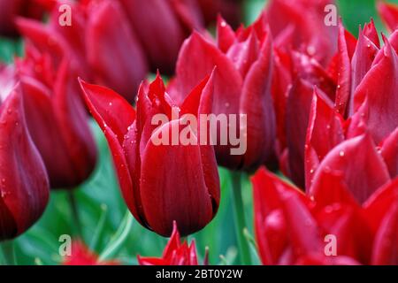 Tulipes rouges au soleil de printemps, la rosée tombe sur les pétales rouges. Gros plan de tulipe rouge. Mise au point douce et sélective. Banque D'Images