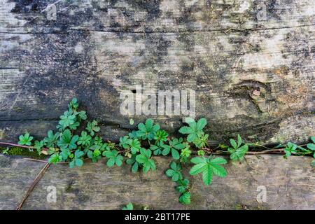 plante isolée dans le vieux bois d'un vieux arbre Banque D'Images