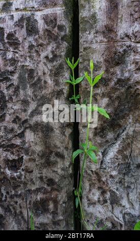 plante isolée dans un vieux mur de bois Banque D'Images