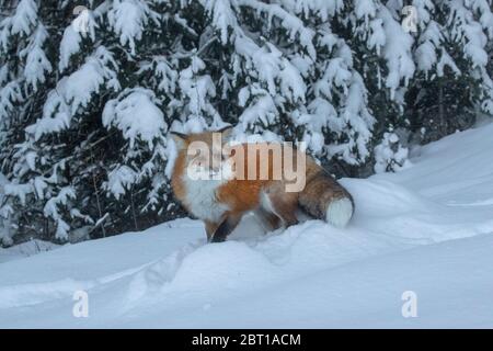 Red Fox en hiver, Montana Banque D'Images