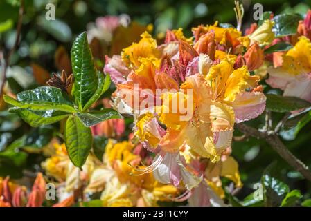 Centenaire de l'État de Washington Azalea / Rhododendron centenaire de l'État de Washington, gros plan montrant des fleurs et des feuilles d'orange au printemps Banque D'Images