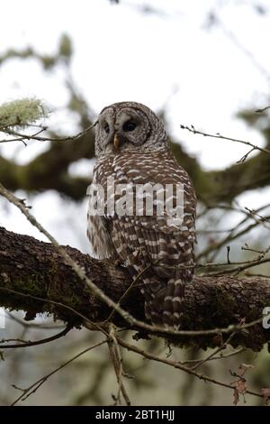 Un hibou barré est situé sur une branche mossy près de Brownsville, Oregon, États-Unis. Banque D'Images