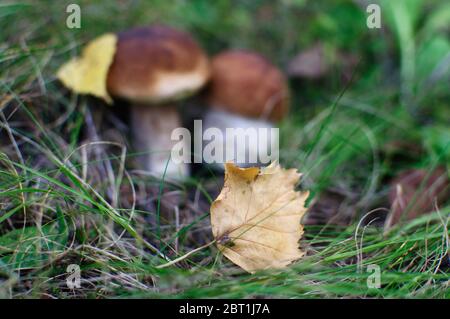 champignons blancs boletus sous les feuilles mortes sur fond de nature floue, focus sélectionné sur les feuilles Banque D'Images