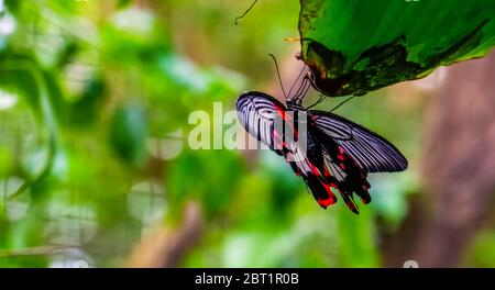 Vue ventrale d'un papillon mormon commun, espèce tropicale colorée d'insectes d'Asie Banque D'Images