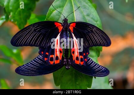 Accouplement de couple de papillons de scarlet rouge, espèce d'insecte tropicale des philippines, Asie Banque D'Images