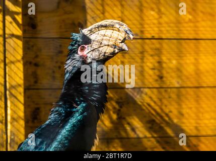 Portrait d'un oiseau de charme trumpeter en gros plan, espèce animale tropicale d'Afrique Banque D'Images