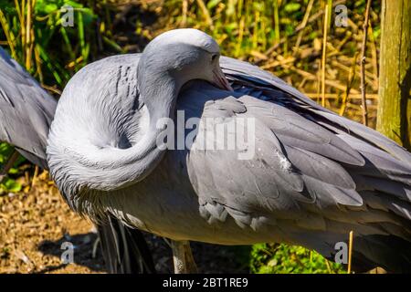 Grue Blue Paradise qui fait la plume de près, espèce d'oiseau vulnérable originaire d'Afrique Banque D'Images