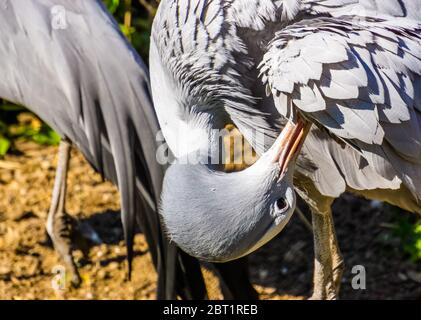 gros plan d'une grue bleue paradisiaque qui préenture ses plumes, espèce d'oiseau vulnérable d'Afrique Banque D'Images