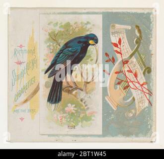 Huia, de la série Song Birds of the World (N42) pour Allen & amp; Ginter cigarettes, 1890. Banque D'Images