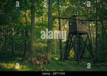 Tour de chasse en bois avec fenêtres rectangulaires étroites au milieu de la forêt. Banque D'Images