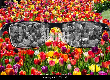 Regarder à travers des verres pour javelliser champ de tulipes. Cécité des couleurs. Perception du monde pendant la dépression. État médical. Concept de santé et de maladie. Banque D'Images