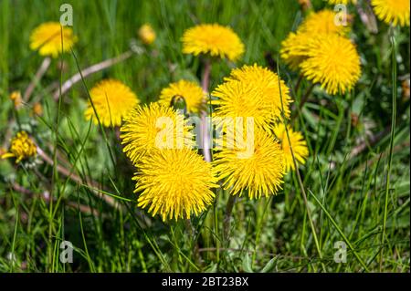 Pissenlits jaunes. Fleurs jaunes vives avec herbe verte. Banque D'Images