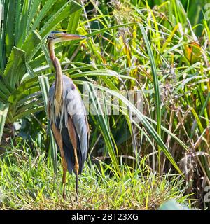 Un héron violet adulte (Ardea purpurea) se tenant à côté de la rivière Nilwala, près de Matara, dans le sud du Sri Lanka. Banque D'Images