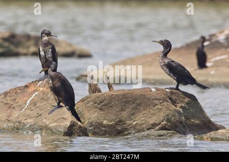 Un groupe de Cormorans indiens ou de cerfs indiens (Phalacrocorax fuscicollis) debout sur une roche près de l'embouchure de la rivière Nilwala, Matara, Sri Lanka. Banque D'Images