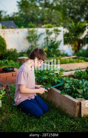 Garçon dans un jardin de cuisine. Lits de jardin surélevés avec plantes. Banque D'Images