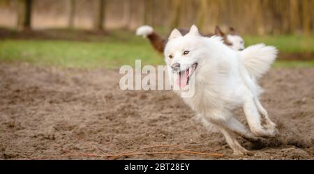 Joli chien blanc doux et doux qui joue et joue au parc pour chiens Banque D'Images