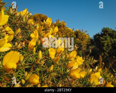 Macro foto de commno gorse, ulex europeaus Banque D'Images