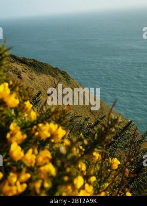 Macro foto de la gorge commune avec voir, ulex europeaus dans Banque D'Images