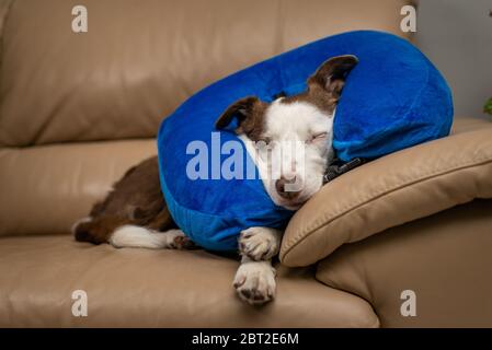 Joli chien Collie à bordure coucou, dormant sur un canapé, portant un col gonflable bleu Banque D'Images