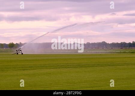 Les agriculteurs irriguent les champs en raison de la sécheresse, les cultures attendent la pluie. Drenthe, pays-Bas. Banque D'Images