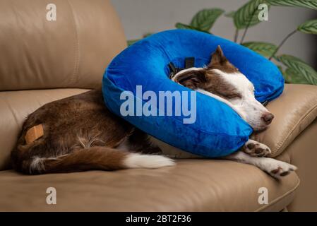 Collier élisabéthain donut gonflable bleu sur un chien blessé. Les soins médicaux, les objets à usage vétérinaire Banque D'Images