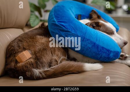 Collier élisabéthain donut gonflable bleu sur un chien blessé. Les soins médicaux, les objets à usage vétérinaire Banque D'Images