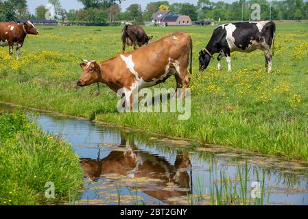 Vache brune et blanche buvant au fossé de Groene Hart, Hollande Banque D'Images