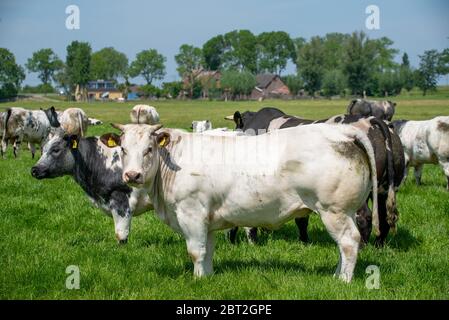 Troupeau de vaches dans les prairies de Groene Hart, Hollande Banque D'Images