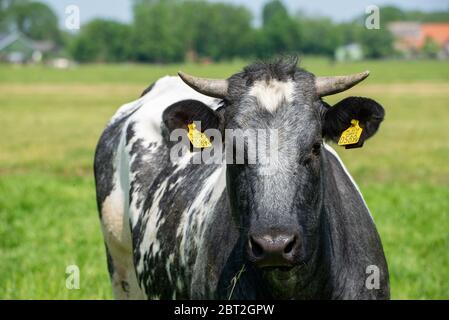 Gros plan de la vache avec un repère à Groene Hart, Hollande Banque D'Images