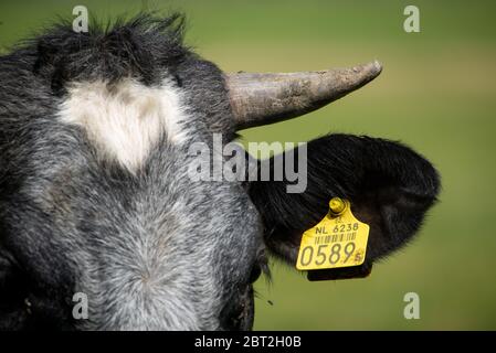 Gros plan de la vache avec un repère à Groene Hart, Hollande Banque D'Images